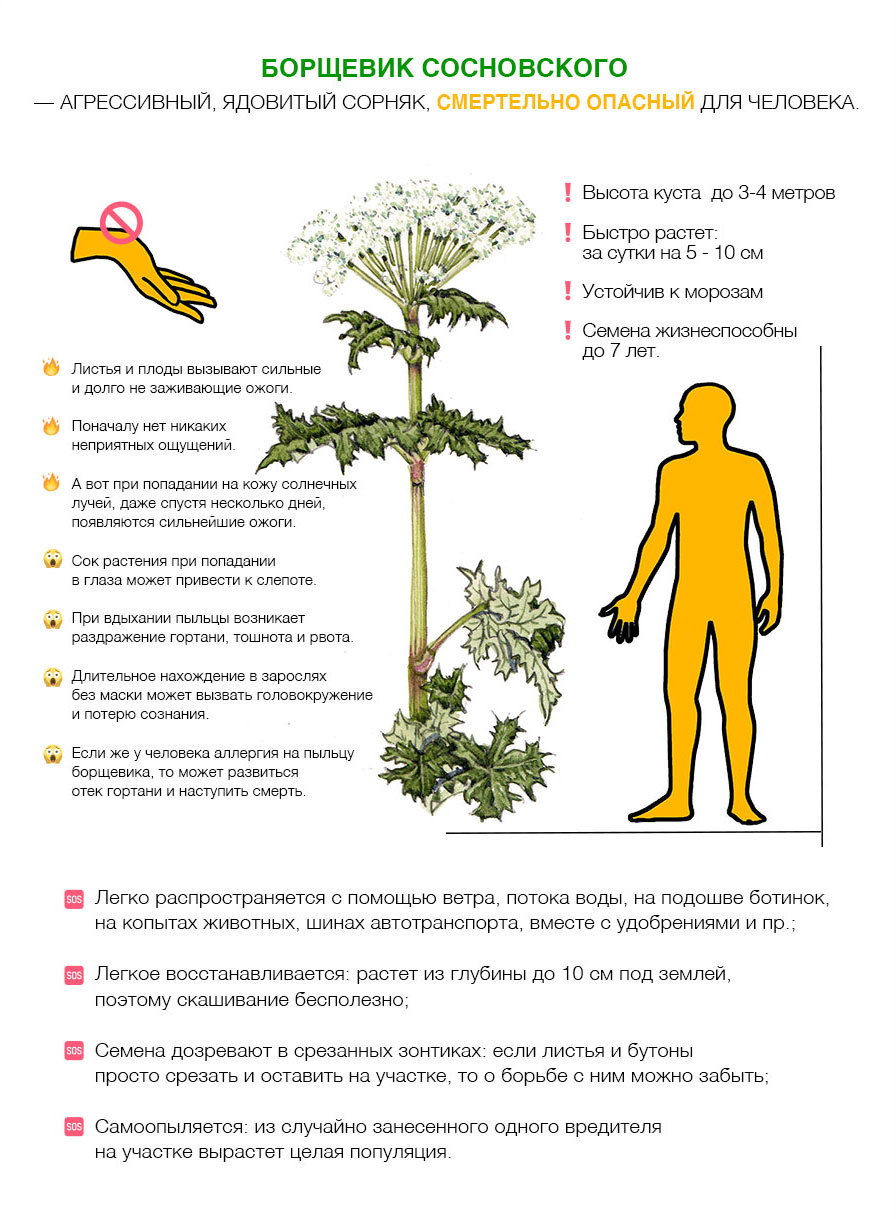 Борщевик Сосновского — Очень опасное растение