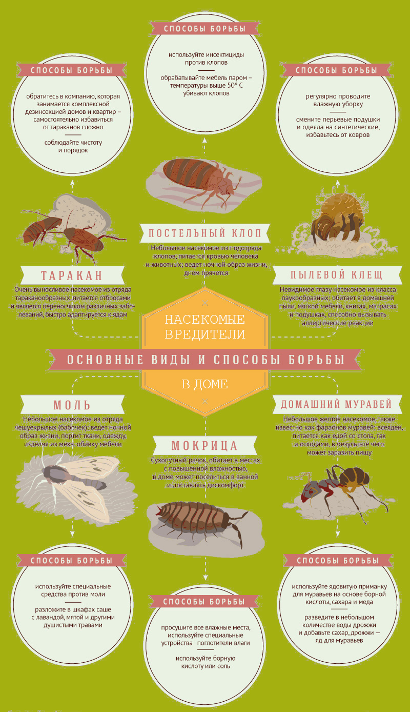 Домашние насекомые с названиями (56 фото)